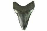 Fossil Megalodon Tooth - South Carolina #124692-2